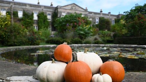 Pumpkins in the formal gardens, Mount Stewart